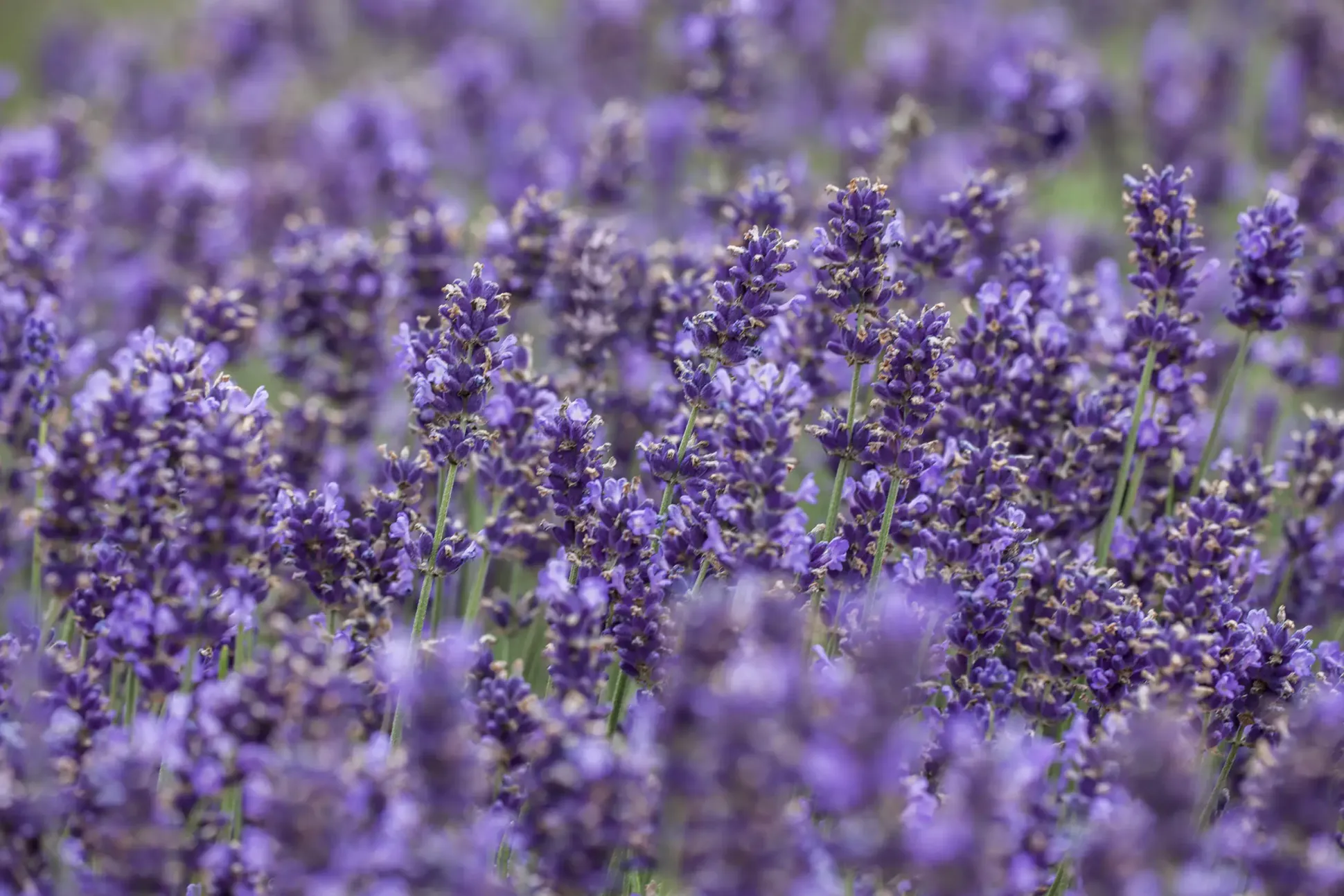 Schopflavendel Lavendula H 30 cm 12cm Topf
