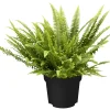 Schwertfarn Nephrolepis H ca. 35 cm 12 cm Topf