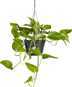 Scindapsus Ampel Efeutute 45 cm 15 cm Topf