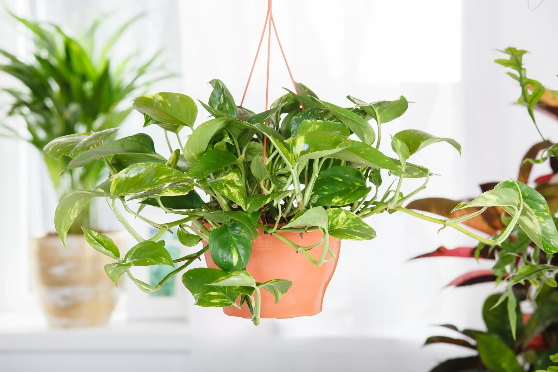 Scindapsus Ampel Efeutute 45 cm 15 cm Topf