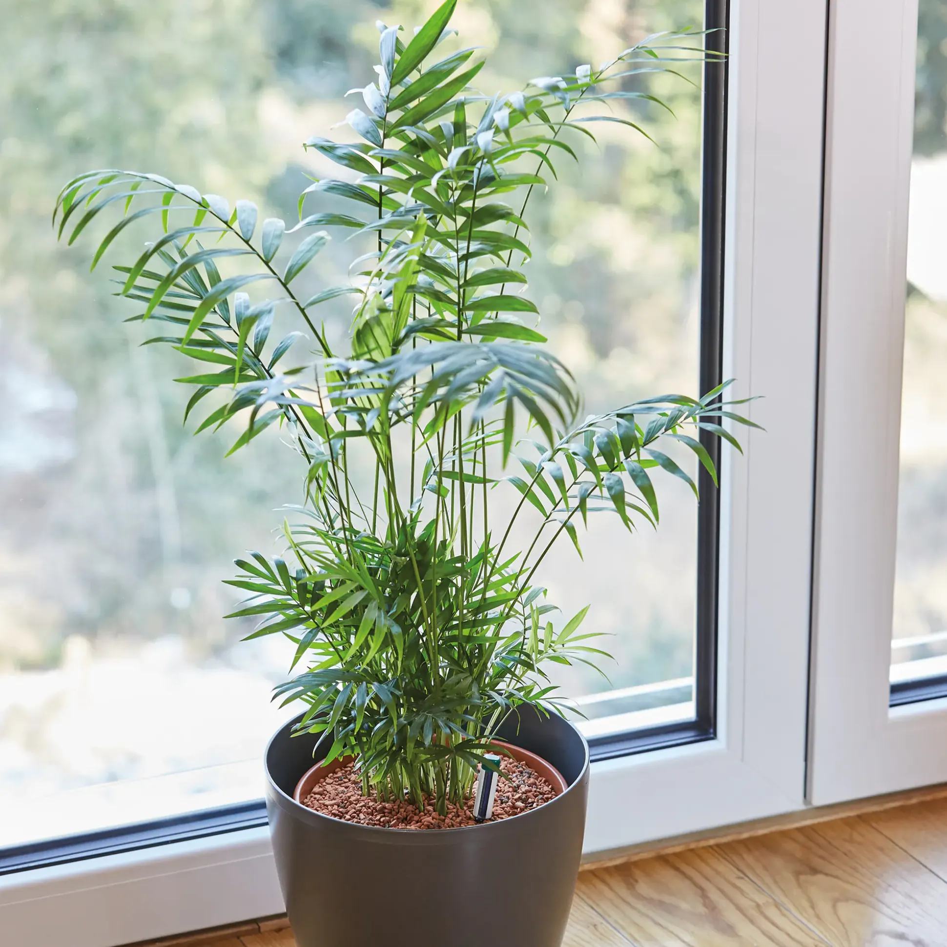 Seramis Spezial-Substrat für Palmen 15 L