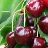 Süßkirschenbaum Schneiders Späte Knorpel 7,5 L Container
