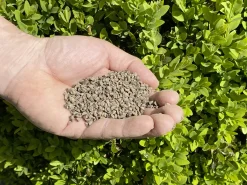 Solabiol Buchsbaum Dünger 1,5 kg