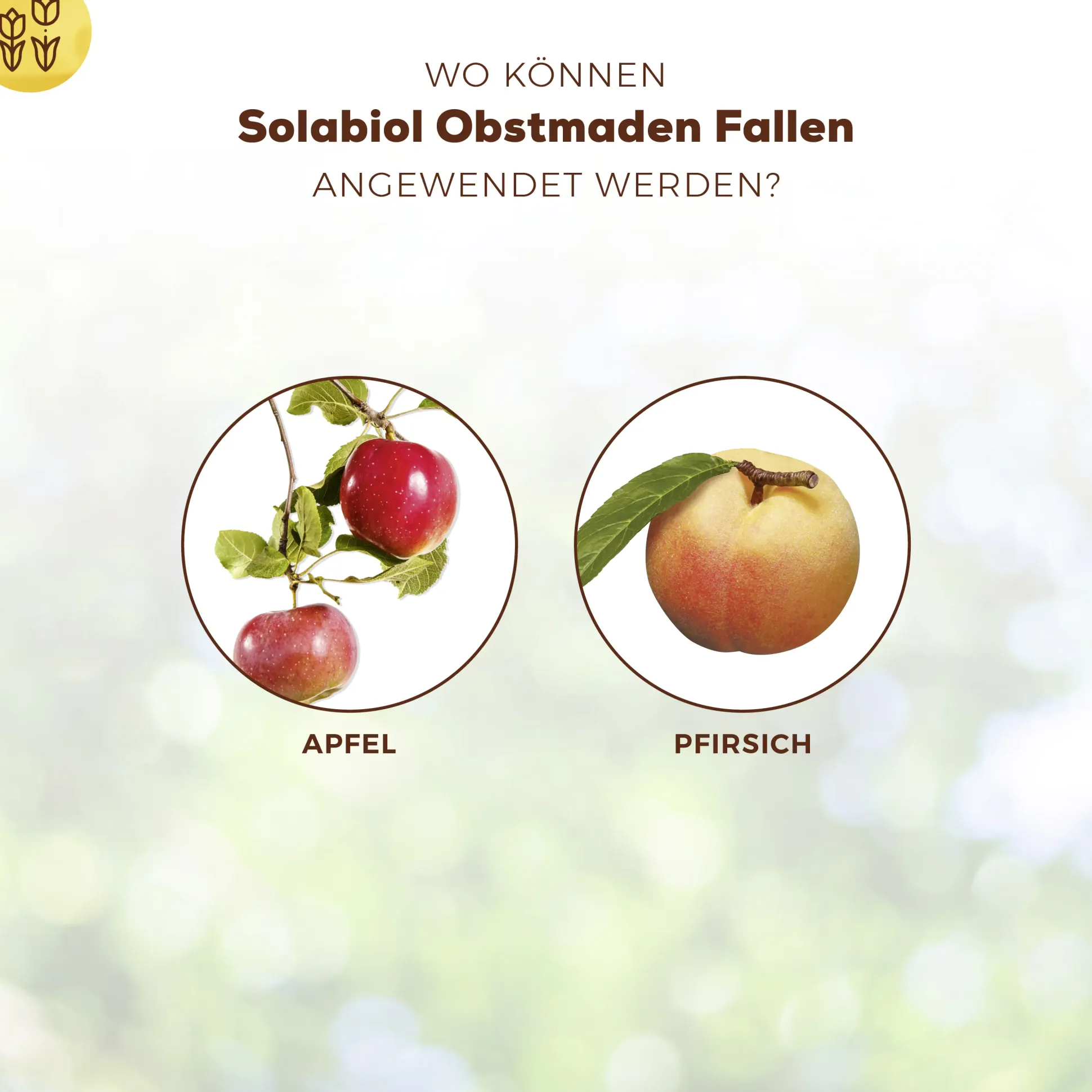 Solabiol Obstmaden Fallen 5 Stück
