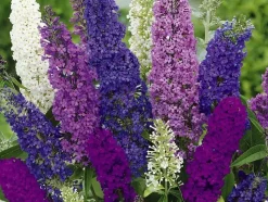 Sommerflieder 3 l Container