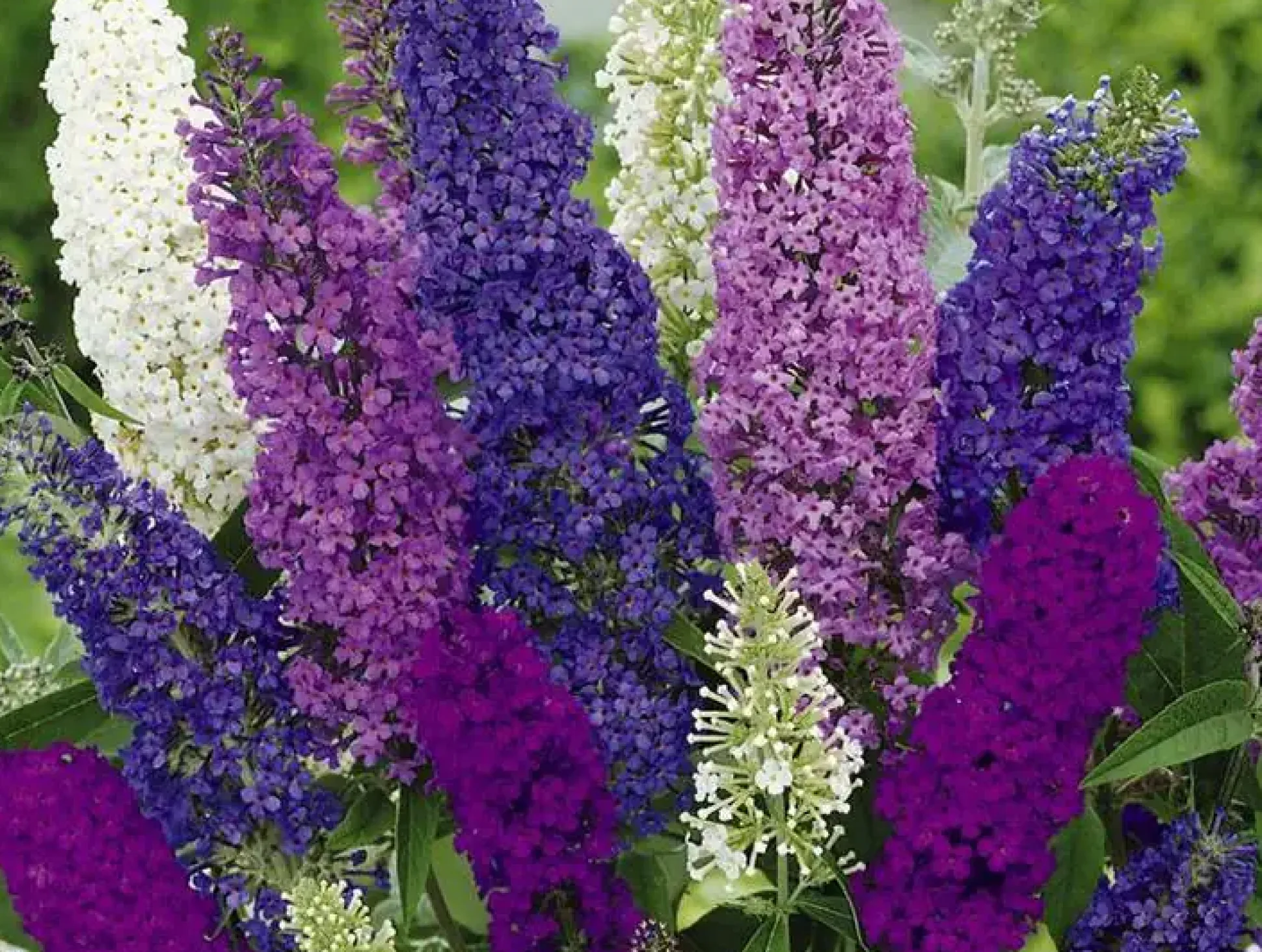 Sommerflieder 3 l Container