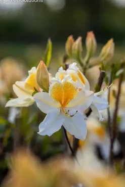 Sommergrüne Azalee Azalea Knap-Hill Hybriden, 5 L Container