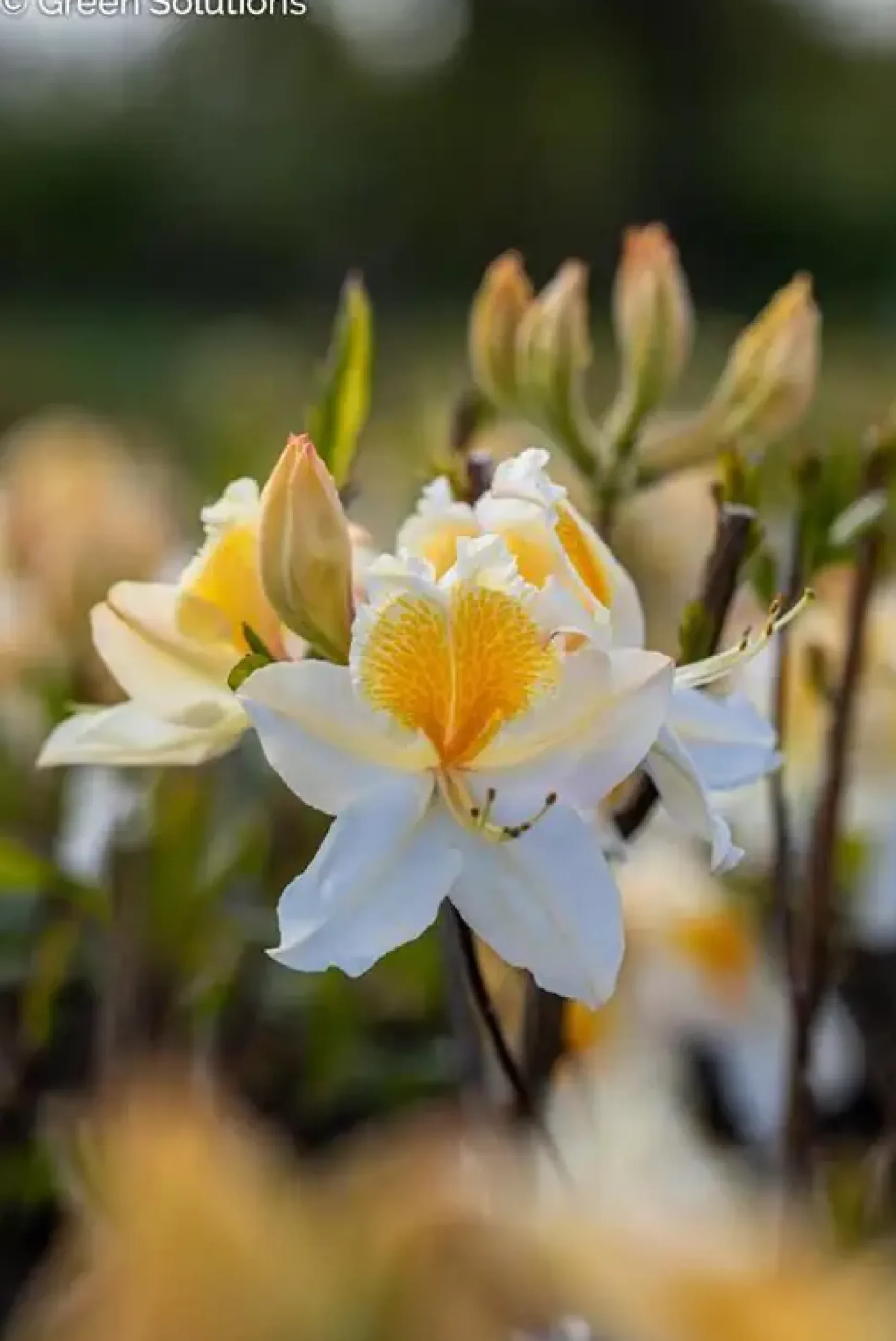 Sommergrüne Azalee Azalea Knap-Hill Hybriden, 5 L Container