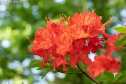 Sommergrüne Azalee Azalea Knap-Hill Hybriden, 5 L Container