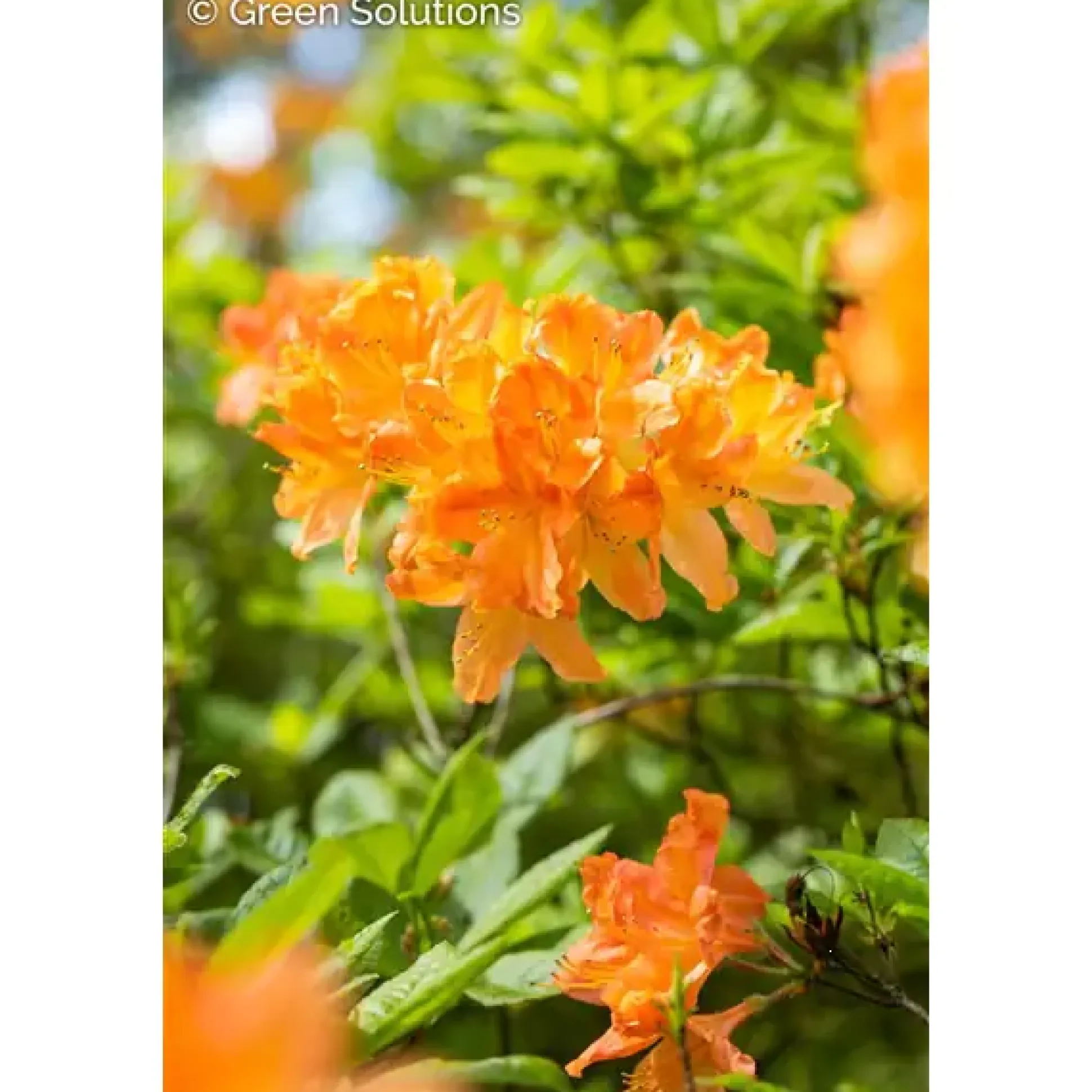 Sommergrüne Azalee Azalea Knap-Hill Hybriden, 5 L Container