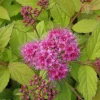 Sommerspiere 11 cm Topf