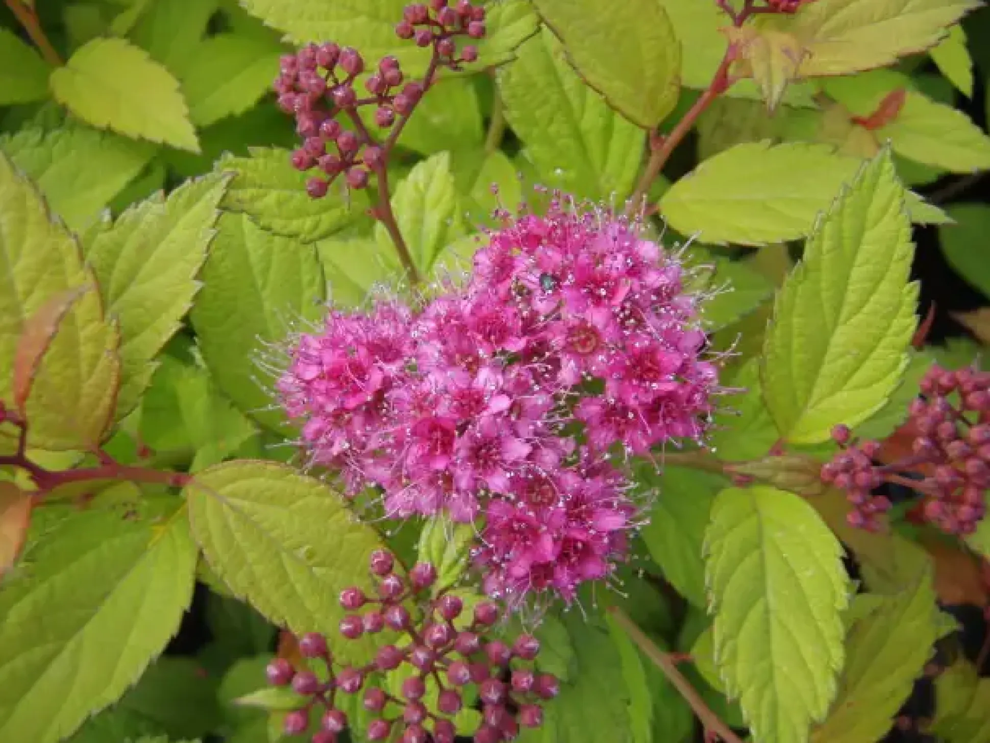 Sommerspiere 11 cm Topf