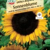 Sperli Sonnenblume SPERLI's King Kong