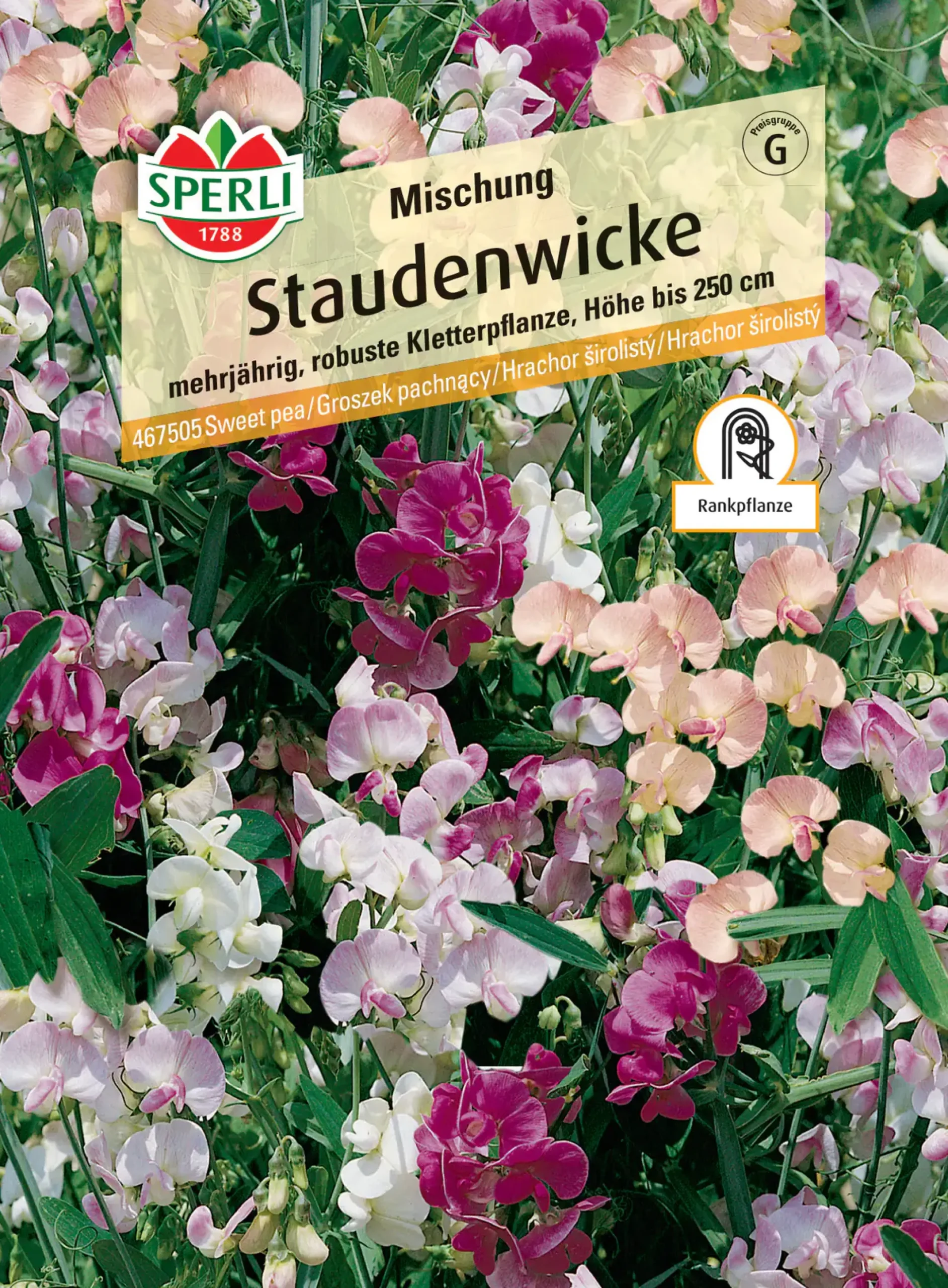 Sperli Staudenwicke Mischung