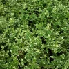 Spindelstrauch Emerald Gaiety 0,5 l Container