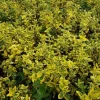 Spindelstrauch Emerald gold 0,5 l Container