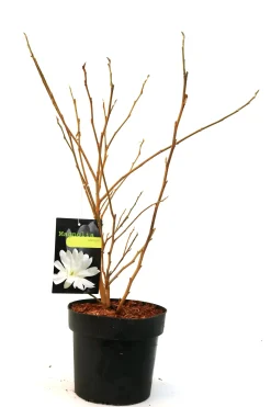 Sternmagnolie 5 l Container