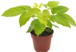 Strahlenaralie Schefflera Amata Golden H 30 cm, 12 cm Topf
