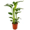 Strelitzia Nicolai Baumstrelitzie 17cm Topf