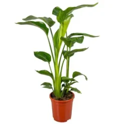 Strelitzia Nicolai Baumstrelitzie 17cm Topf