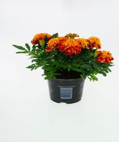 Studentenblume Tagetes H 15 cm 10,5 cm Topf