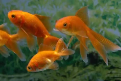Teichfisch Schleierschwanz rot 4 - 6 cm Carassius auratus