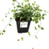 Teppich-Drahtstrauch Muehlenbeckia axilaris H 10-15 cm 10,5 cm Topf