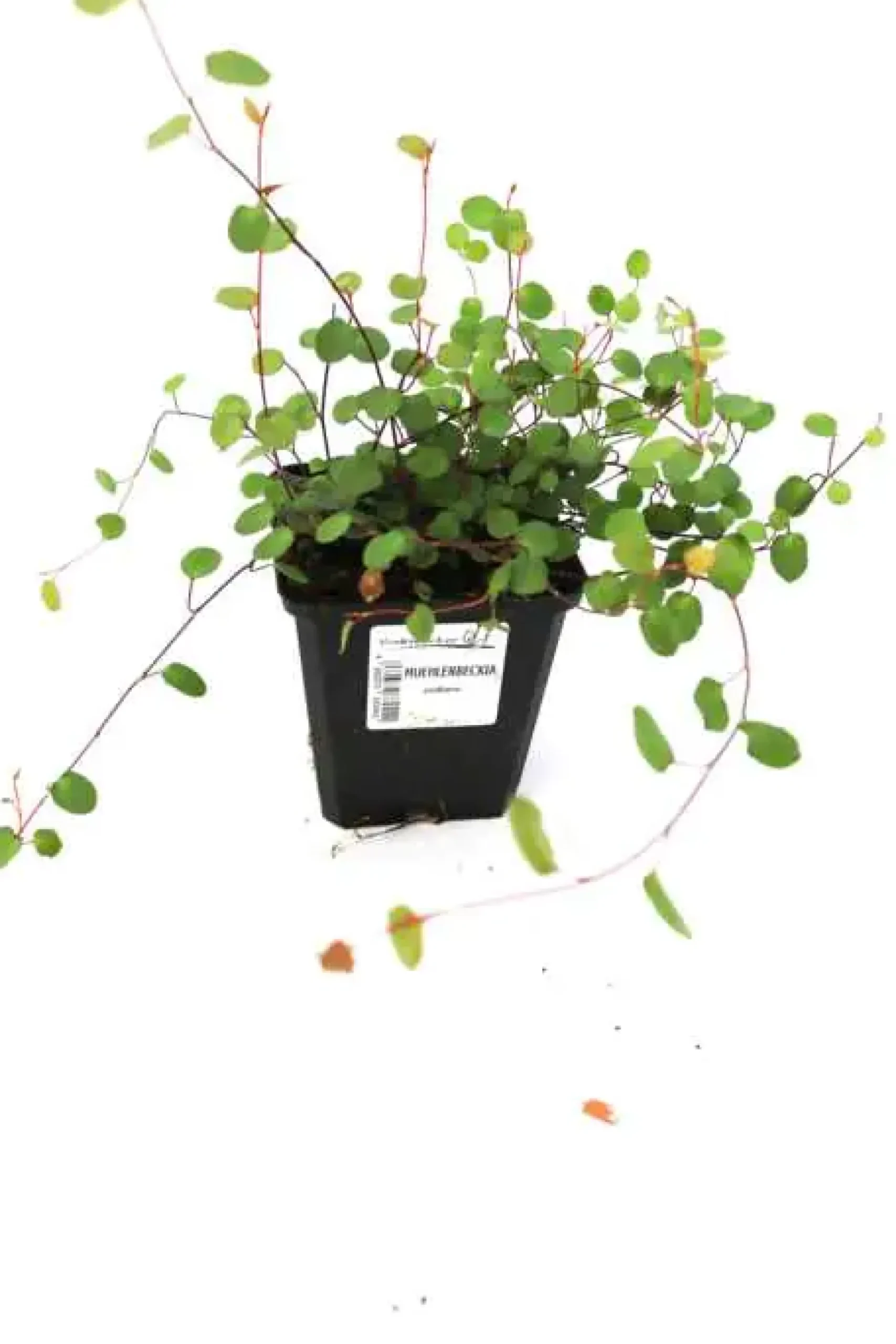 Teppich-Drahtstrauch Muehlenbeckia axilaris H 10-15 cm 10,5 cm Topf
