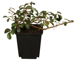 Teppichmispel Cotoneaster dammeri 'Radicans' 0,5 l Container