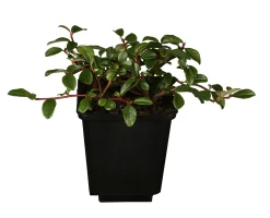 Teppichmispel Cotoneaster dammeri 'Frieders Evergreen' 0,5 l Container