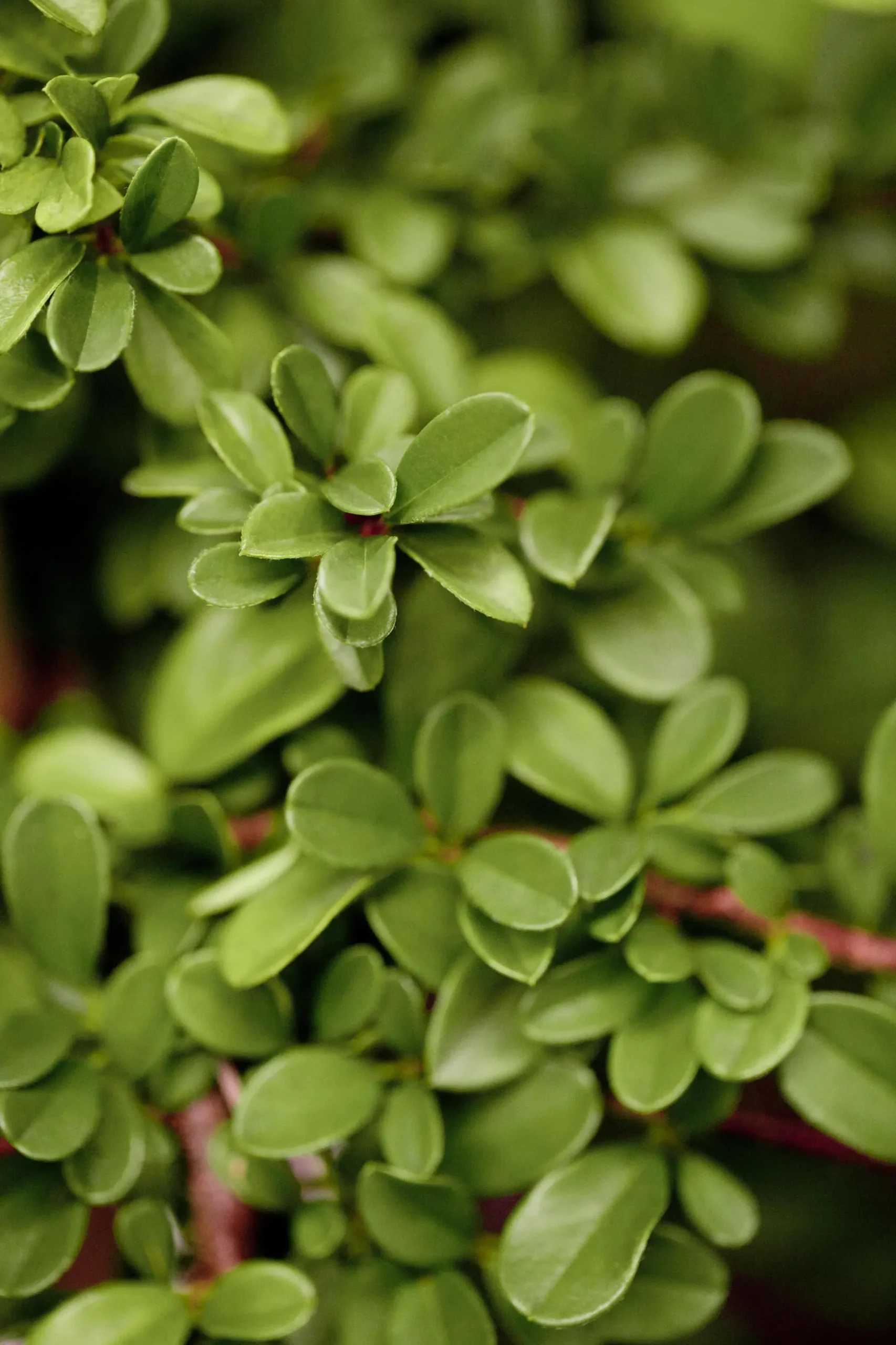 Teppichmispel Cotoneaster dammeri 'Frieders Evergreen' 0,5 l Container