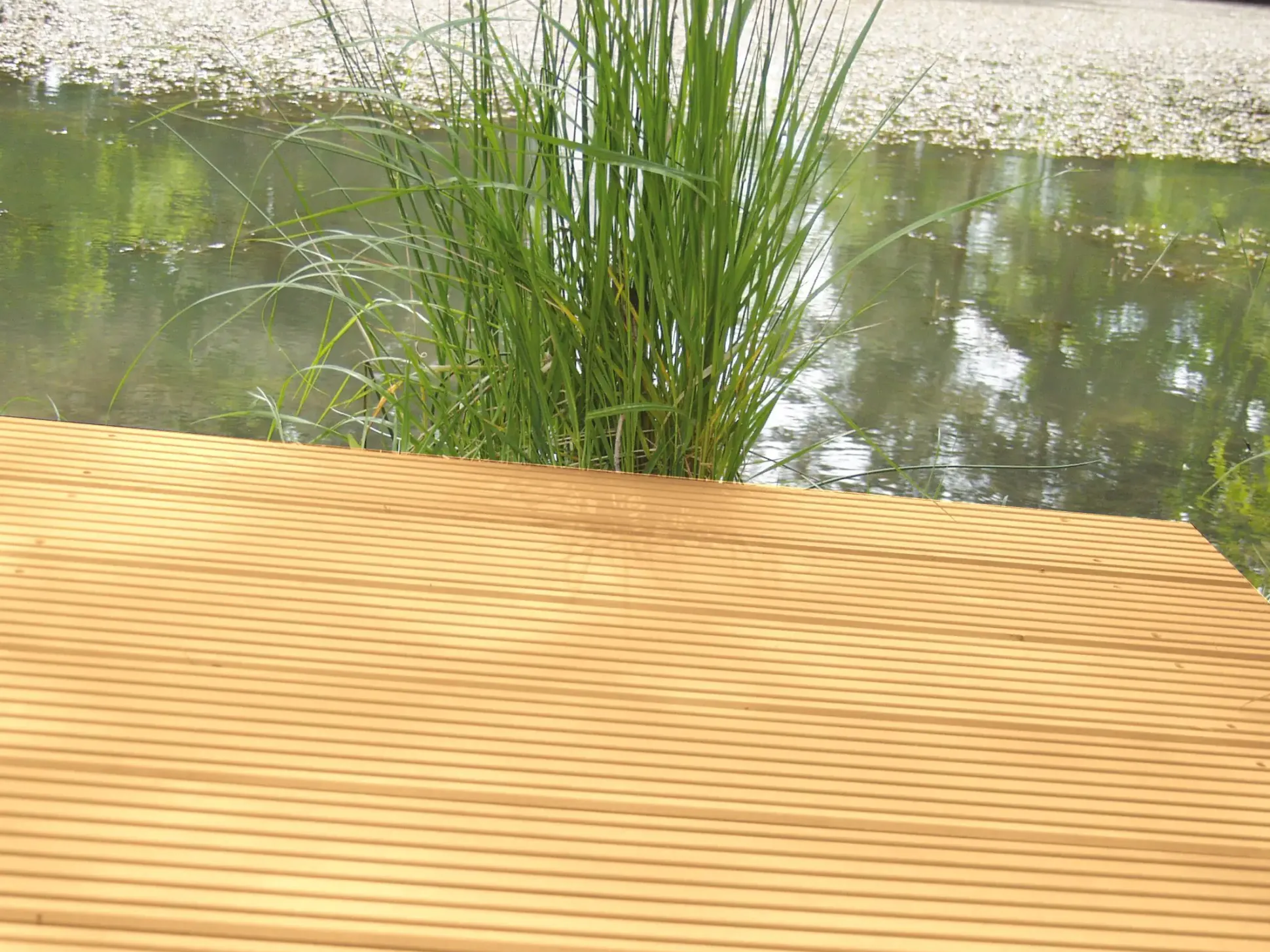 Terrassendiele Lärche 300 x 14,5 x 2,7 cm grob/fein unbehandelt