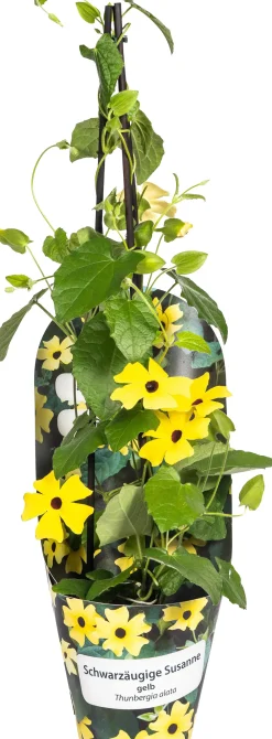 Thunbergia Alata 'Sunny Susy' Schwarzäugige Susanne 13 cm