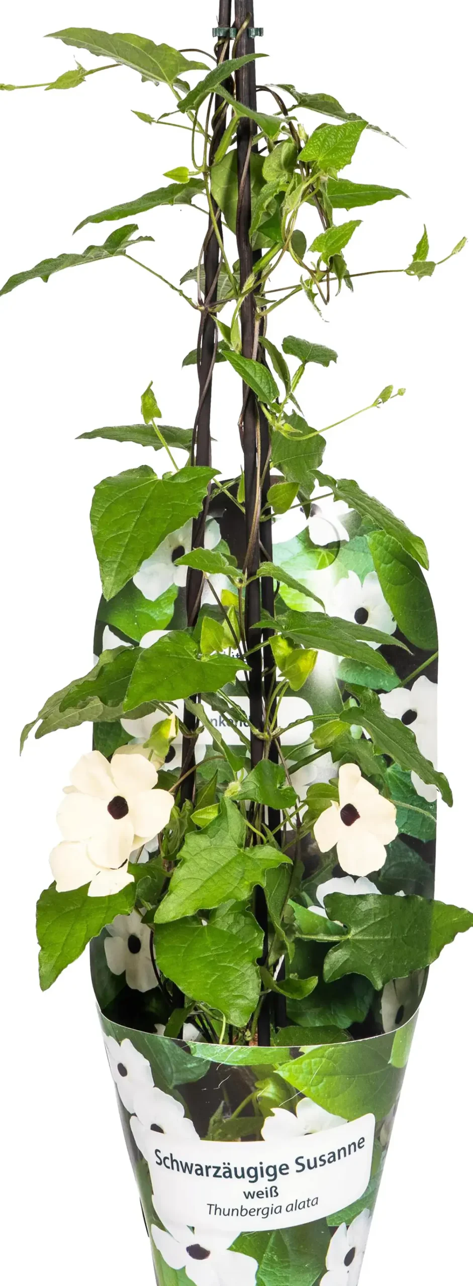 Thunbergia Alata 'Sunny Susy' Schwarzäugige Susanne 13 cm