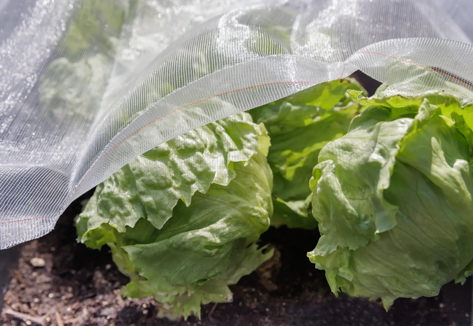 TrendLine Insektenschutznetz 2 x 5 m