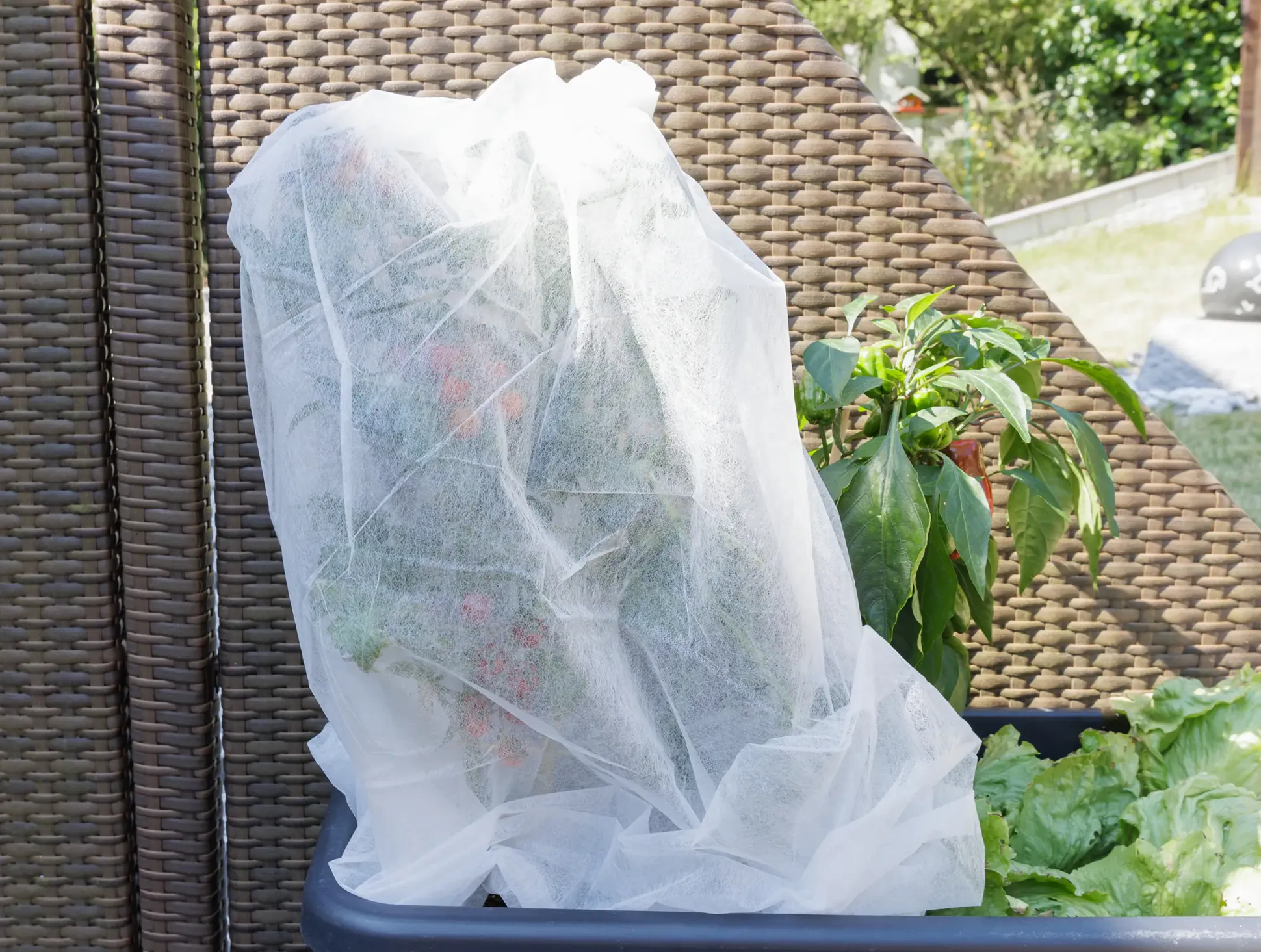 TrendLine Tomatenvlies 0,8 x 5 m