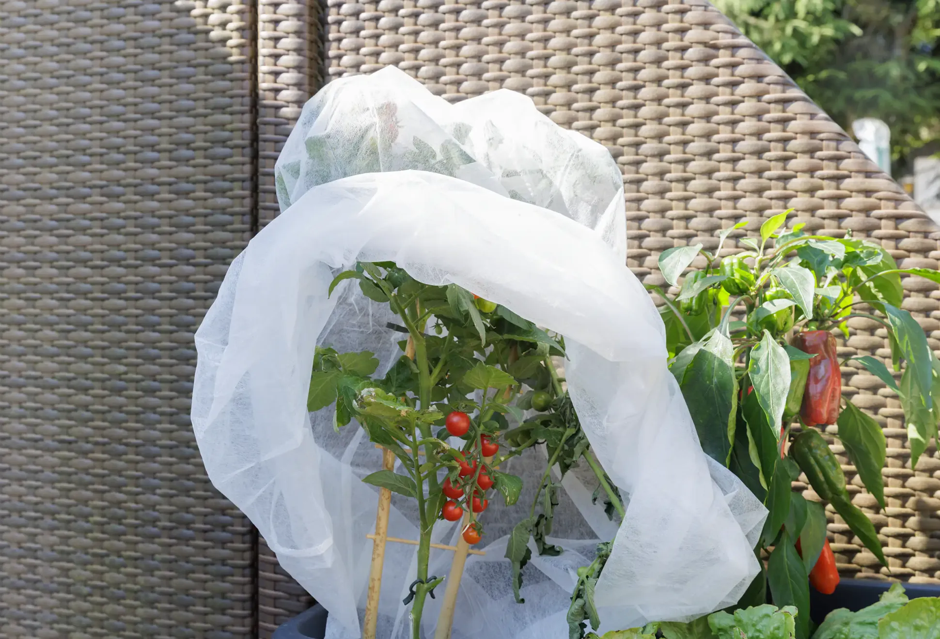 TrendLine Tomatenvlies 0,8 x 5 m
