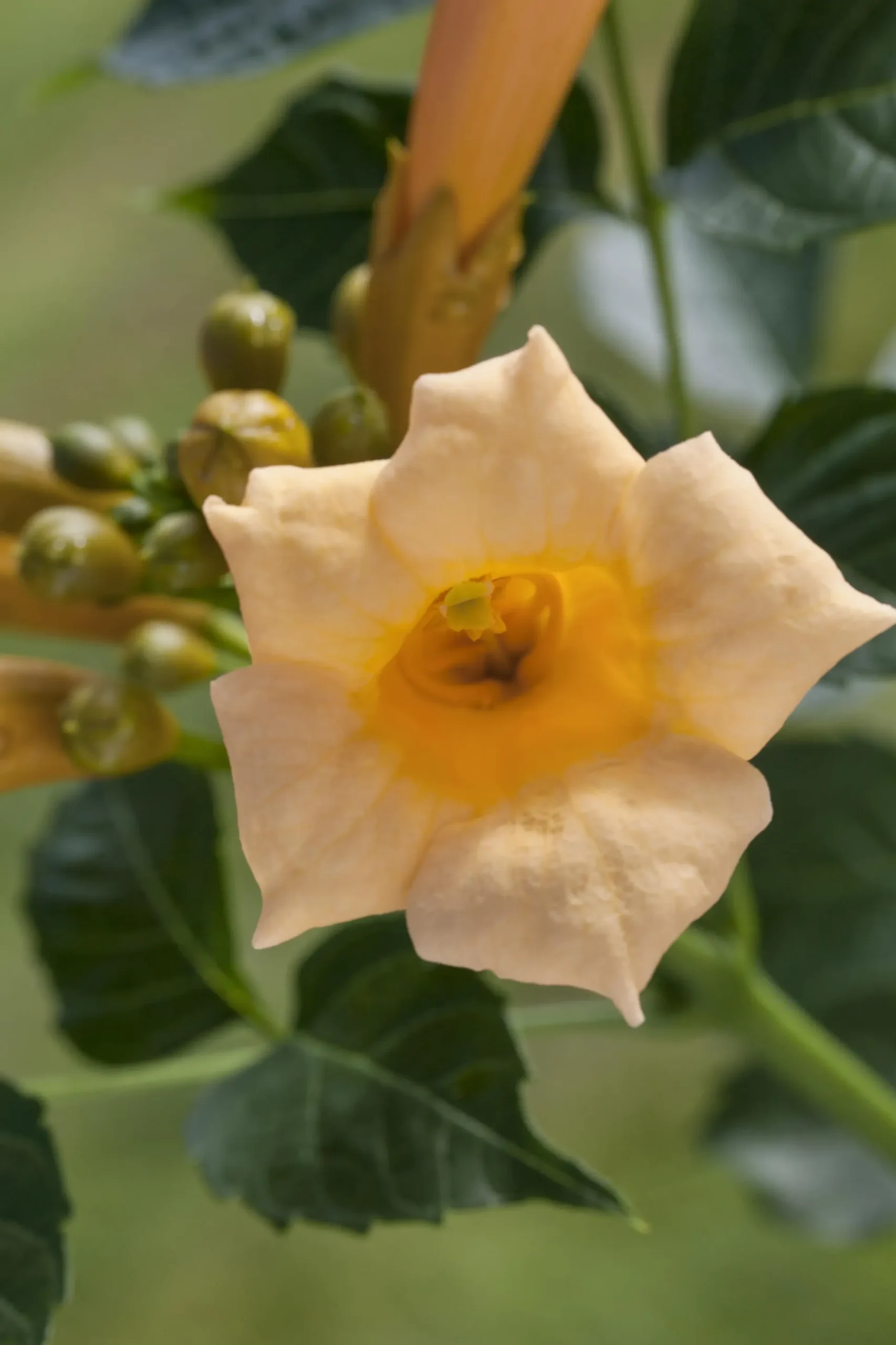 Trompetenblume Golden Trumpet 15 cm Roco Topf, 100 cm hoch