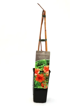Trompetenblume Madame Galen 2 L Eckcontainer