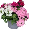 Verbena Eisenkraut dreifarbig 12 cm