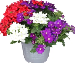 Verbena Eisenkraut dreifarbig 12 cm