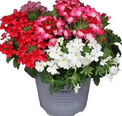 Verbena Eisenkraut dreifarbig 12 cm