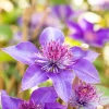 Waldrebe Clematis blau H 40 - 60 cm 2 L Eckcontainer