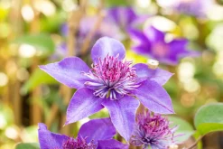 Waldrebe Clematis blau H 40 - 60 cm 2 L Eckcontainer