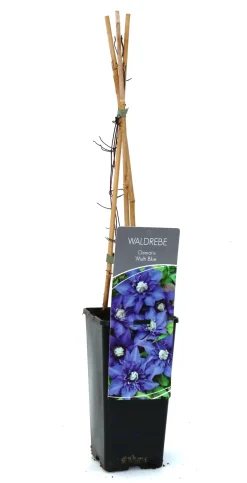 Waldrebe Clematis blau H 40 - 60 cm 2 L Eckcontainer