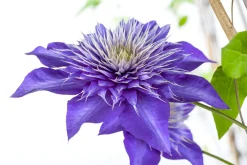 Waldrebe Clematis blau H 40 - 60 cm 2 L Eckcontainer
