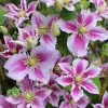 Waldrebe Clematis 2-farbig H 40 - 60 cm 2 L Eckcontainer