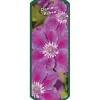Waldrebe Clematis lila H 40 - 60 cm 2 L Eckcontainer