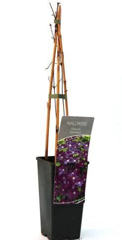 Waldrebe Clematis lila H 40 - 60 cm 2 L Eckcontainer