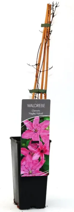 Waldrebe Clematis rosa H 40 - 60 cm 2 L Eckcontainer